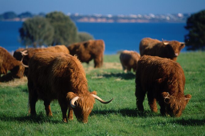 1 Day Exclusively Private Tour Of Phillip Island & The Penguin Parade - Coastal stops add scenery between wildlife visits