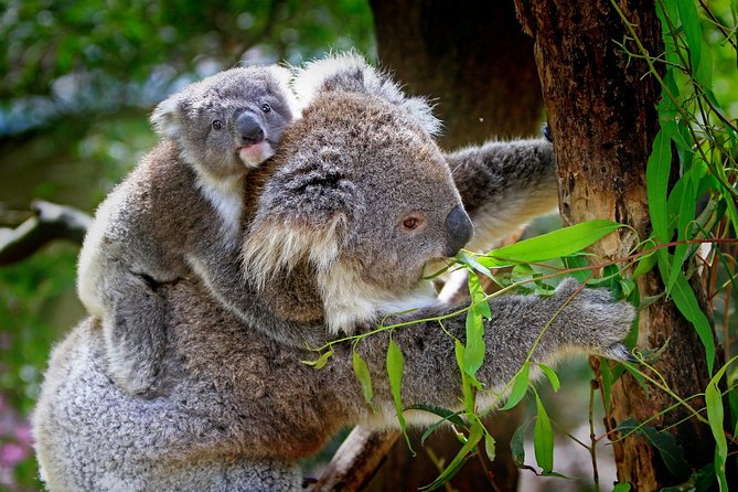 1 Day Exclusively Private Tour Of Phillip Island & The Penguin Parade - Guide James Williams and the importance of communication