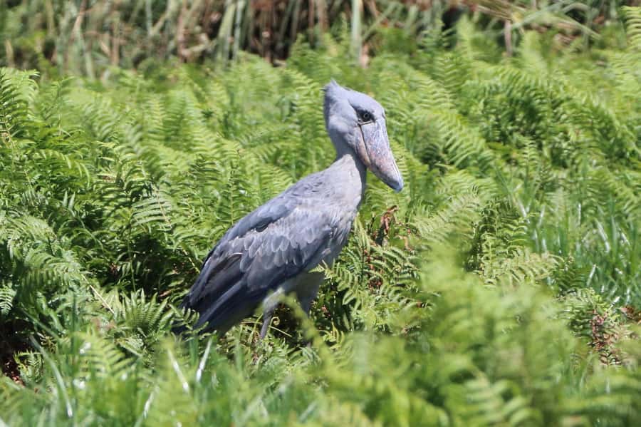 1-Day Mabamba Shoebill Birding Tour in Lake Victoria Entebbe - Entering the papyrus channels by canoe