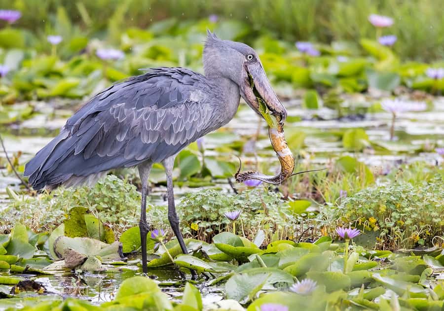 1-Day Mabamba Shoebill Birding Tour in Lake Victoria Entebbe - From Entebbe to Nakiwogo Landing Site