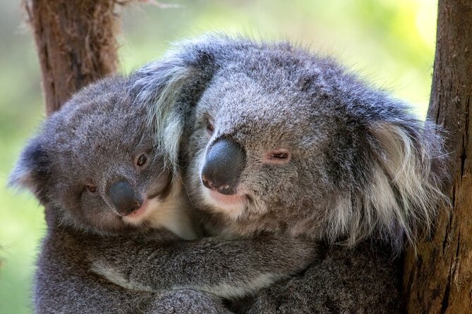 1 day Puffing Billy Steam Train and Wildlife Tour from Melbourne - Grants Picnic Ground and Sherbrooke Forest