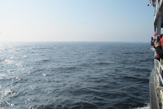 1000 Little Penguins Cruise - Is $74.74 a fair price?