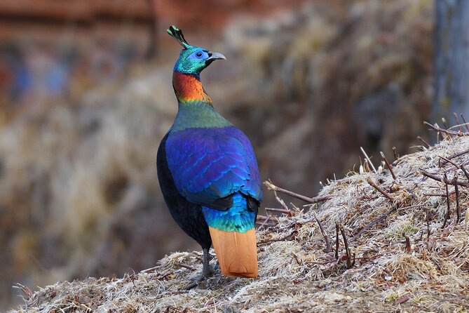 15-Day Bird Watching and Cultural Tour in Bhutan - Why this Bhutan route works for serious birders