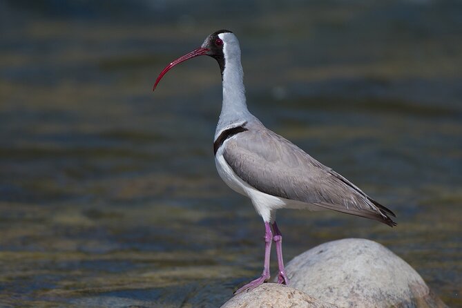 15-Day Bird Watching and Cultural Tour in Bhutan - Days 11 to 13: Yongkola, Lingmethang, and Ura Valley
