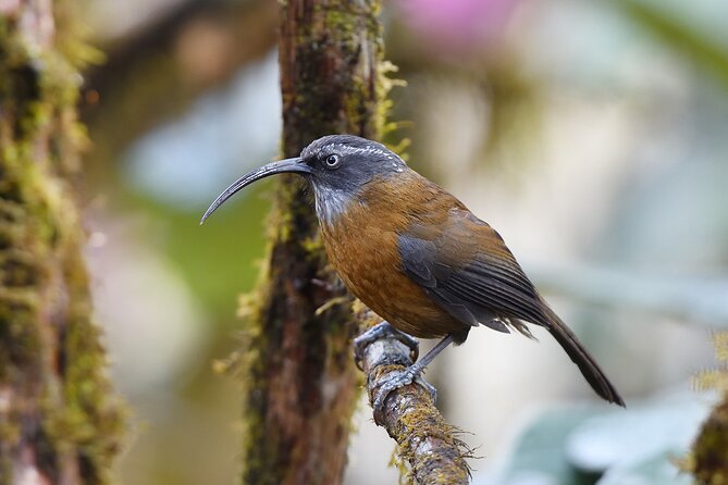 15-Day Bird Watching and Cultural Tour in Bhutan - Days 1 and 2: Paro River to Chele La and Thimphu