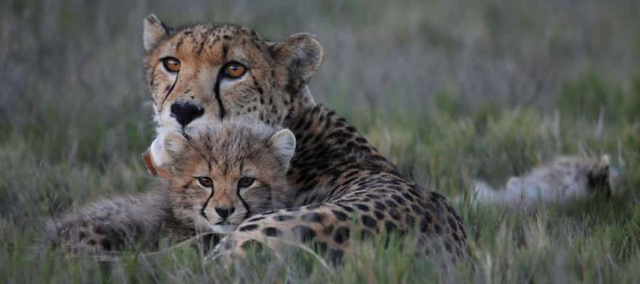 2-Day Cape Town Safari with Big 5, Penguins & Cape Agulhas - From Cape Town to Betty’s Bay by the Clarence Drive
