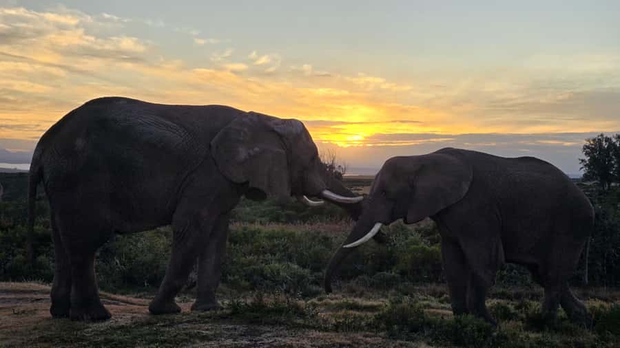 2-Day Cape Town Safari with Big 5, Penguins & Cape Agulhas - Reaching Garden Route Game Lodge before sunset