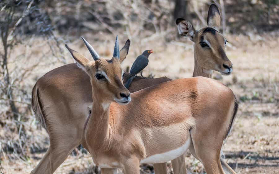 2-Day Cape Town Safari with Big 5, Penguins & Cape Agulhas - What the $1,055 price really covers