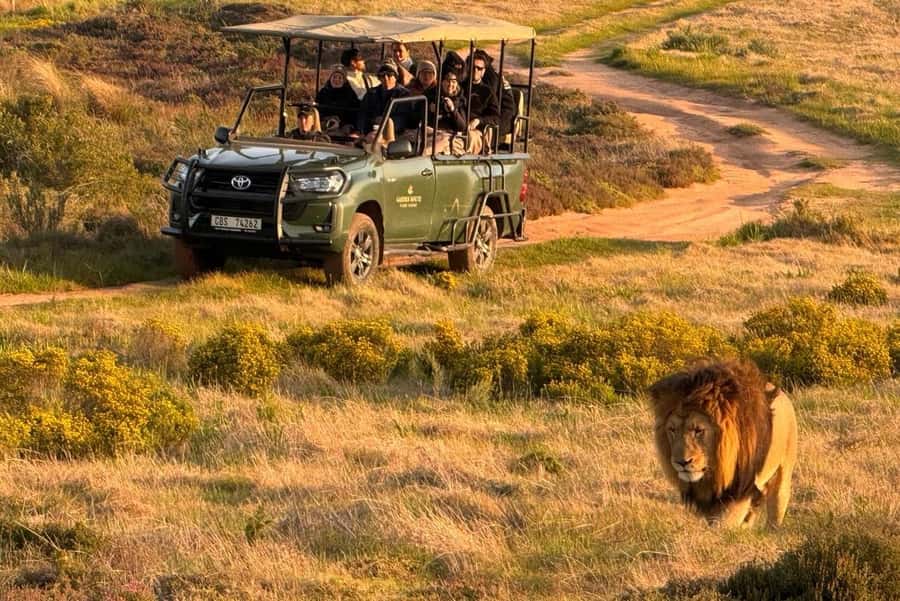 2-Day Cape Town Safari with Big 5, Penguins & Cape Agulhas - The guide and the feel of the journey