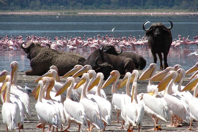 2 Days Flamingo Tour to Lake Bogoria & Lake Nakuru From Nairobi - Why pair Lake Bogoria with Lake Nakuru?