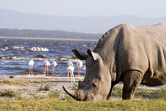 2 Days Flamingo Tour to Lake Bogoria & Lake Nakuru From Nairobi - What your guide adds to the trip