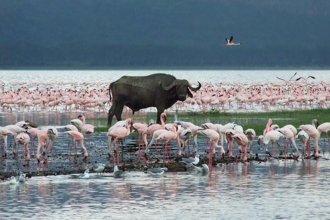 2 Days Flamingo Tour to Lake Bogoria & Lake Nakuru From Nairobi - Who should choose this two-day safari?