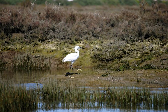 2-hour Bird Watching Guided Boat Trip in Ria Formosa from Faro Algarve - Returning with views of old Faro