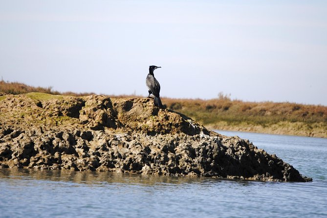 2-hour Bird Watching Guided Boat Trip in Ria Formosa from Faro Algarve - Is this a good family activity?