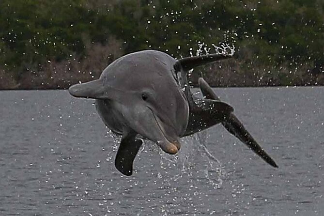 2 Hour Dolphin, Birding and Shelling Tour - What the $109.95 price buys you