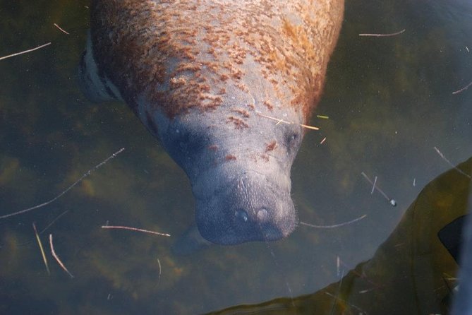 2 Hour Dolphin, Birding and Shelling Tour - Who should book this tour?