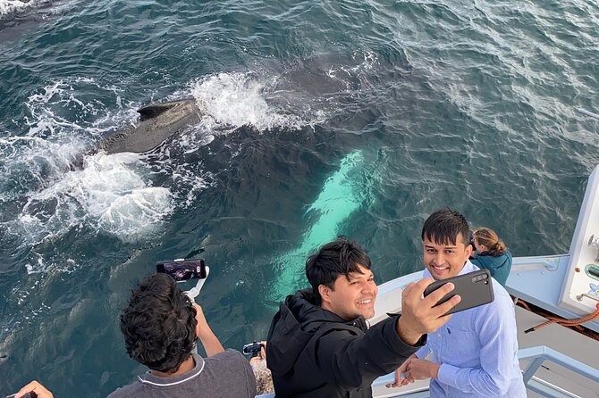 2 Hours Guided Whale and Bird Boat Tour in Bay Bulls - Why the naturalist narration matters