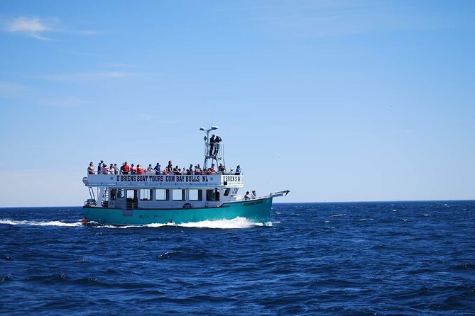 2 Hours Guided Whale and Bird Boat Tour in Bay Bulls - The Newfoundland character of the outing