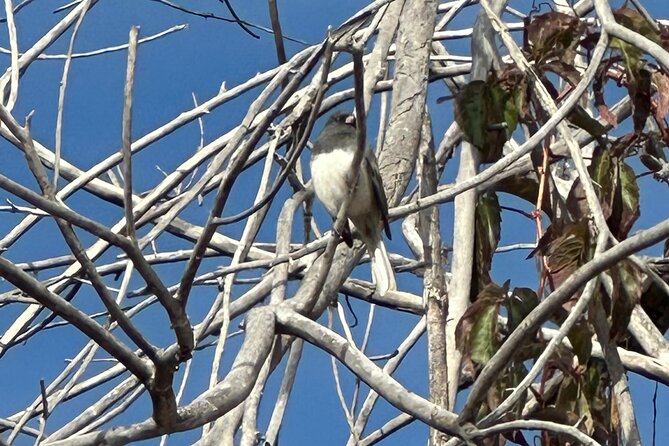 2 Hours of Mindful Bird Watching near Denver - Reading the park with your eyes and ears
