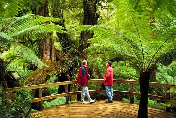 3 Day Combo: Great Ocean Road, Penguin Parade and FREE City Tour - The Penguin Parade after sunset
