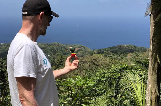 3 Hours Rainforest Walk in Tobago (Private) Lunch + Hummingbirds - What you will see on the forest walk