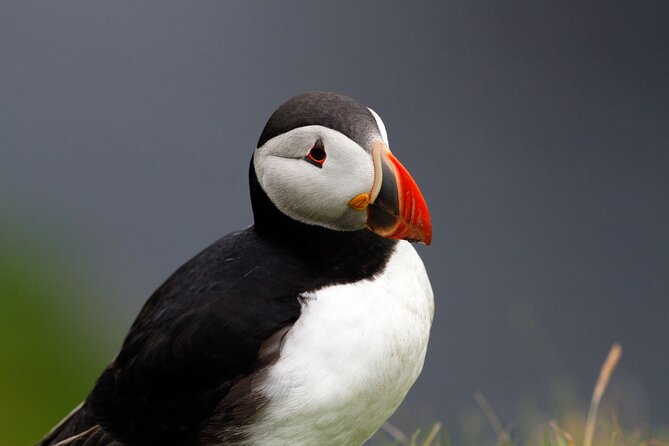 4 Day Mull, Iona and Staffa Puffin Experience from Edinburgh - Why this tour is about more than puffins