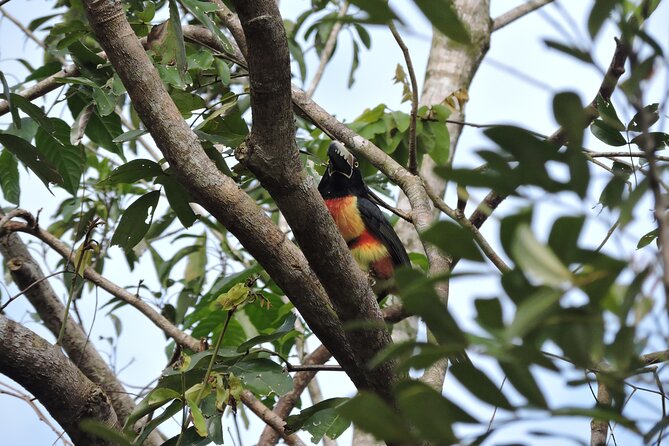 6-Hour Birdwatching Ruta de los Cenotes Playa del Carmen - Key points to know before you book
