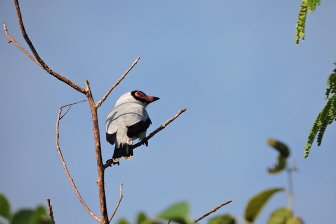 6-Hour Birdwatching Ruta de los Cenotes Playa del Carmen - Why the 6:00 AM start matters