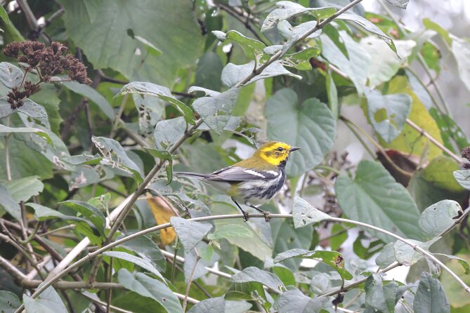 6-Hour Birdwatching Ruta de los Cenotes Playa del Carmen - A short break after two hours