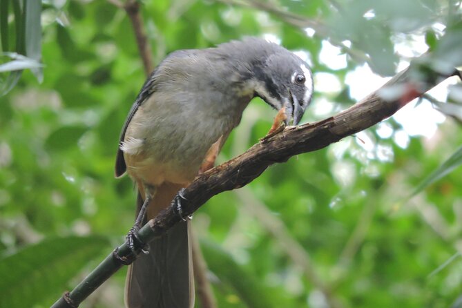 6-Hour Birdwatching Ruta de los Cenotes Playa del Carmen - What the $165 price really buys
