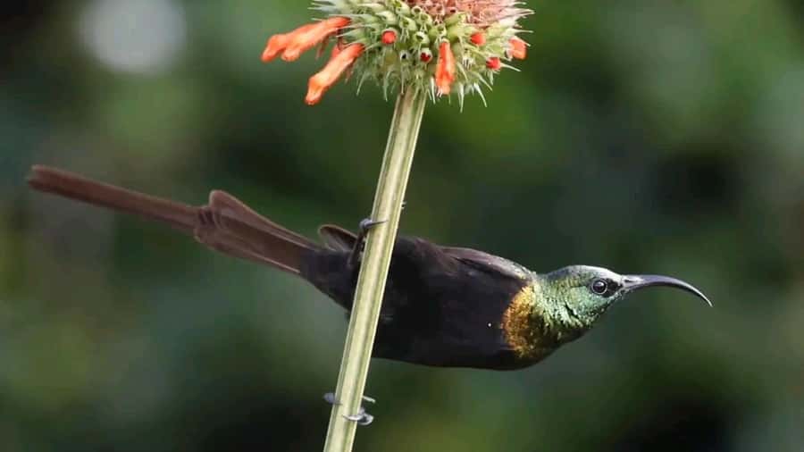 6hrs of Birdwatching in Nairobi National park - Key points to know before you book