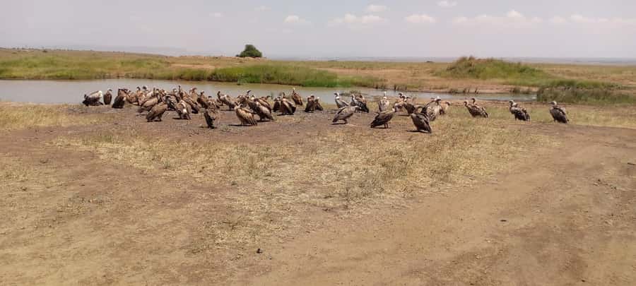 6hrs of Birdwatching in Nairobi National park - Why Nairobi National Park works so well for birdwatching
