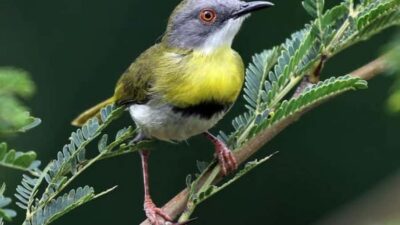 6hrs of Birdwatching in Nairobi National park
