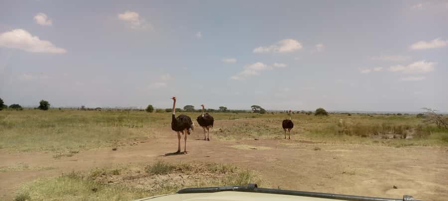 6hrs of Birdwatching in Nairobi National park - Grassland: birds, mammals, and wide views