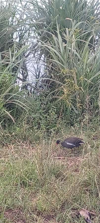6hrs of Birdwatching in Nairobi National park - Breaks at picnic points and time on foot