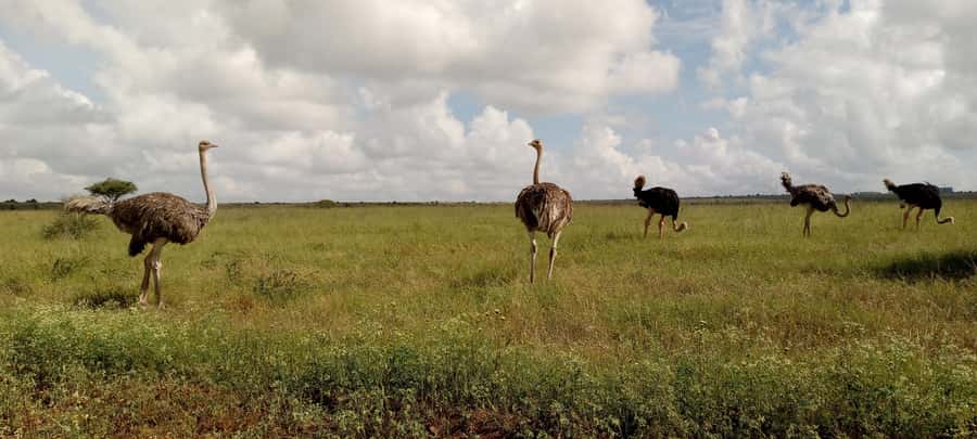 6hrs of Birdwatching in Nairobi National park - What the $450 price really buys