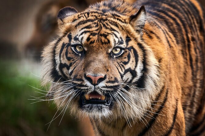 7 Day Golden Triangle Tour with Wildlife-Taj Mahal Tigers & Birds - Transport, hotels, and the human side of the trip