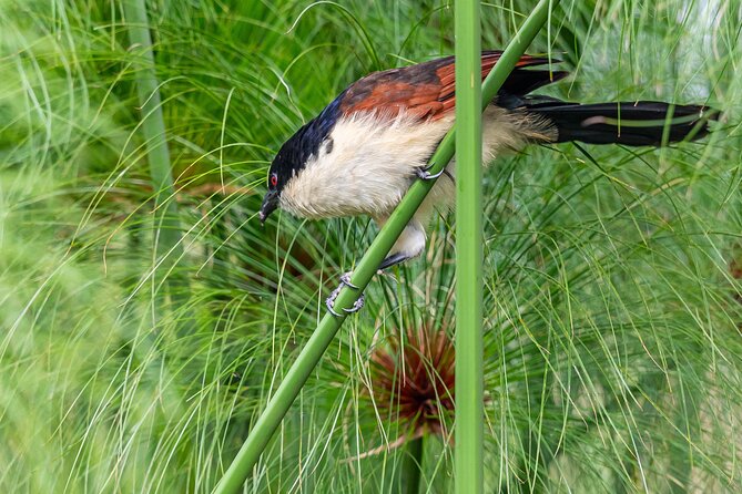 7 Days Uganda Birding and Wildlife - A full Bwindi day for Albertine Rift endemics