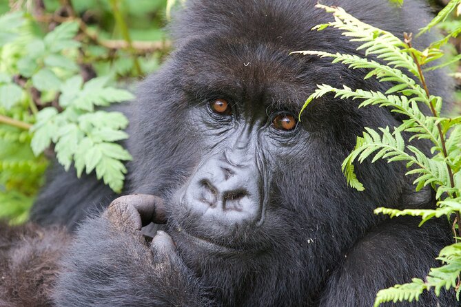 7 Days Uganda Birding and Wildlife - Ishasha adds open country and a second national park