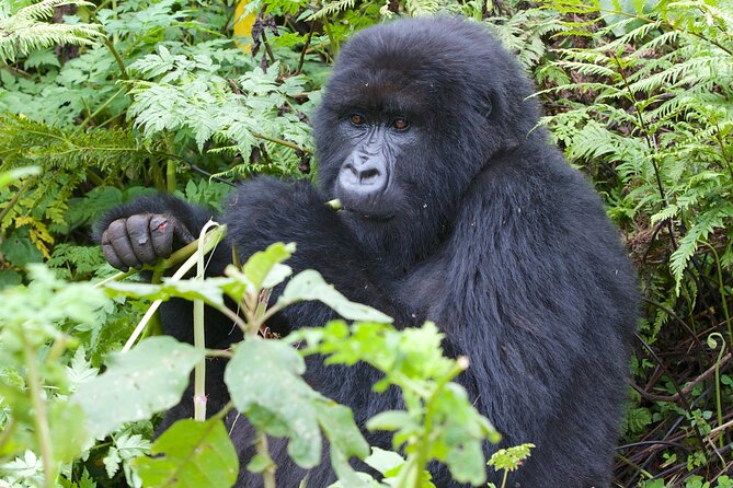 7 Days Uganda Birding and Wildlife - The return to Entebbe is a full travel day