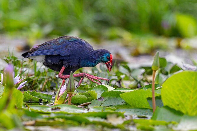 7 Days Uganda Birding and Wildlife - What the $2,466 price covers