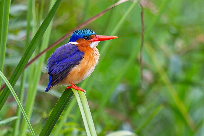 7 Days Uganda Birding and Wildlife - The long road to Bwindi and Uganda’s rare forest birds