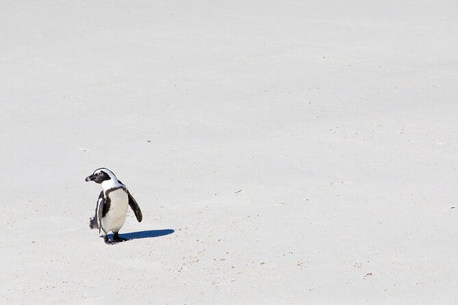 African Penguins (Boulders Beach) Half Day tour from Cape Town - Boulders Beach puts the penguins first