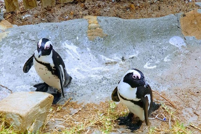 African Penguins (Boulders Beach) Half Day tour from Cape Town - What the guides add to the experience
