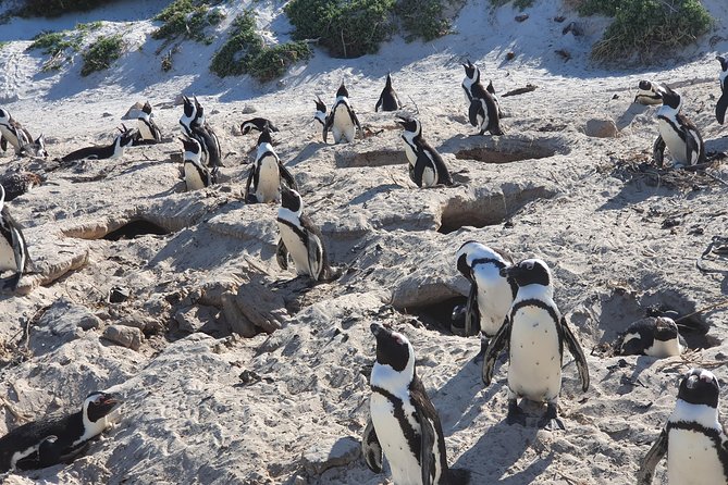 African Penguins (Boulders Beach) Half Day tour from Cape Town - How much value do you get for $57.66?