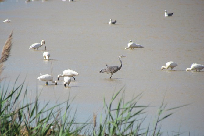 Afternoon birdwatching at Lagoa dos Salgados - Lagoa dos Salgados in an afternoon