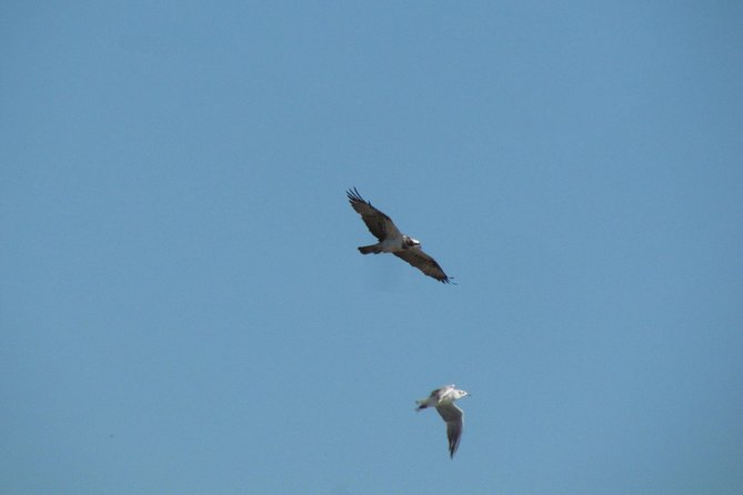 Afternoon birdwatching at Lagoa dos Salgados - Why Gui makes a difference