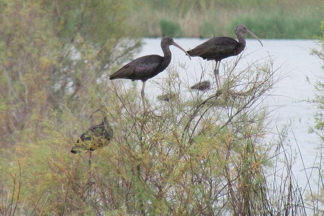 Afternoon birdwatching at Lagoa dos Salgados - What you might see around the lagoon