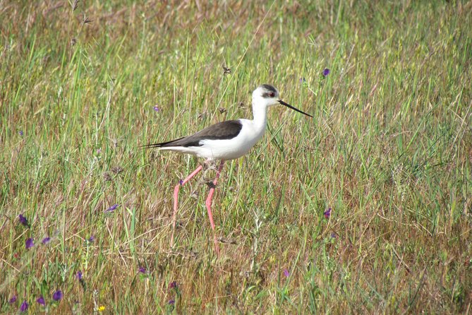 Afternoon birdwatching at Lagoa dos Salgados - A good choice for first-time birdwatchers