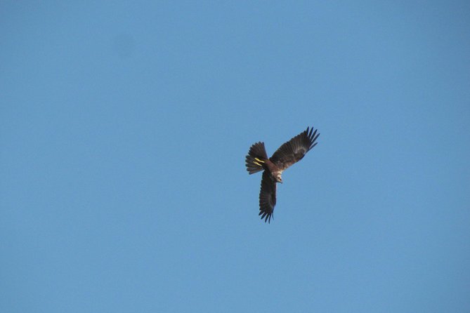 Afternoon birdwatching at Lagoa dos Salgados - Is $74.44 a fair price?